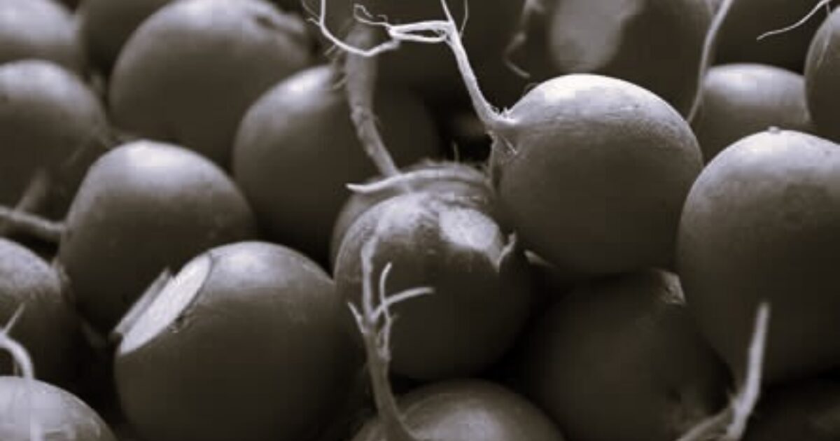 Likami | Let's Talk Ingredients - Radish Ferment